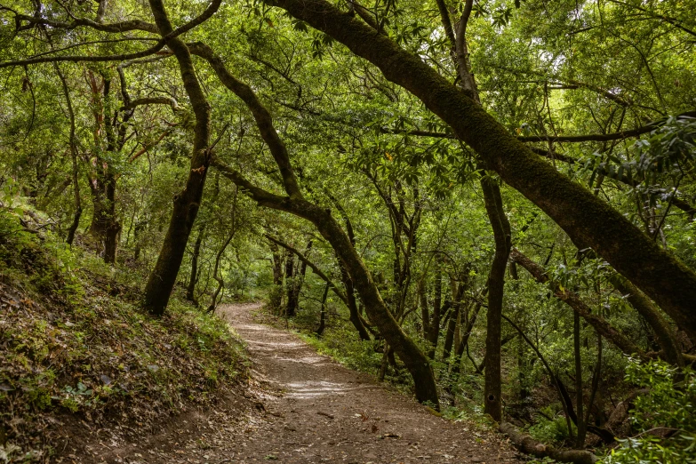 the path is surrounded by many green trees