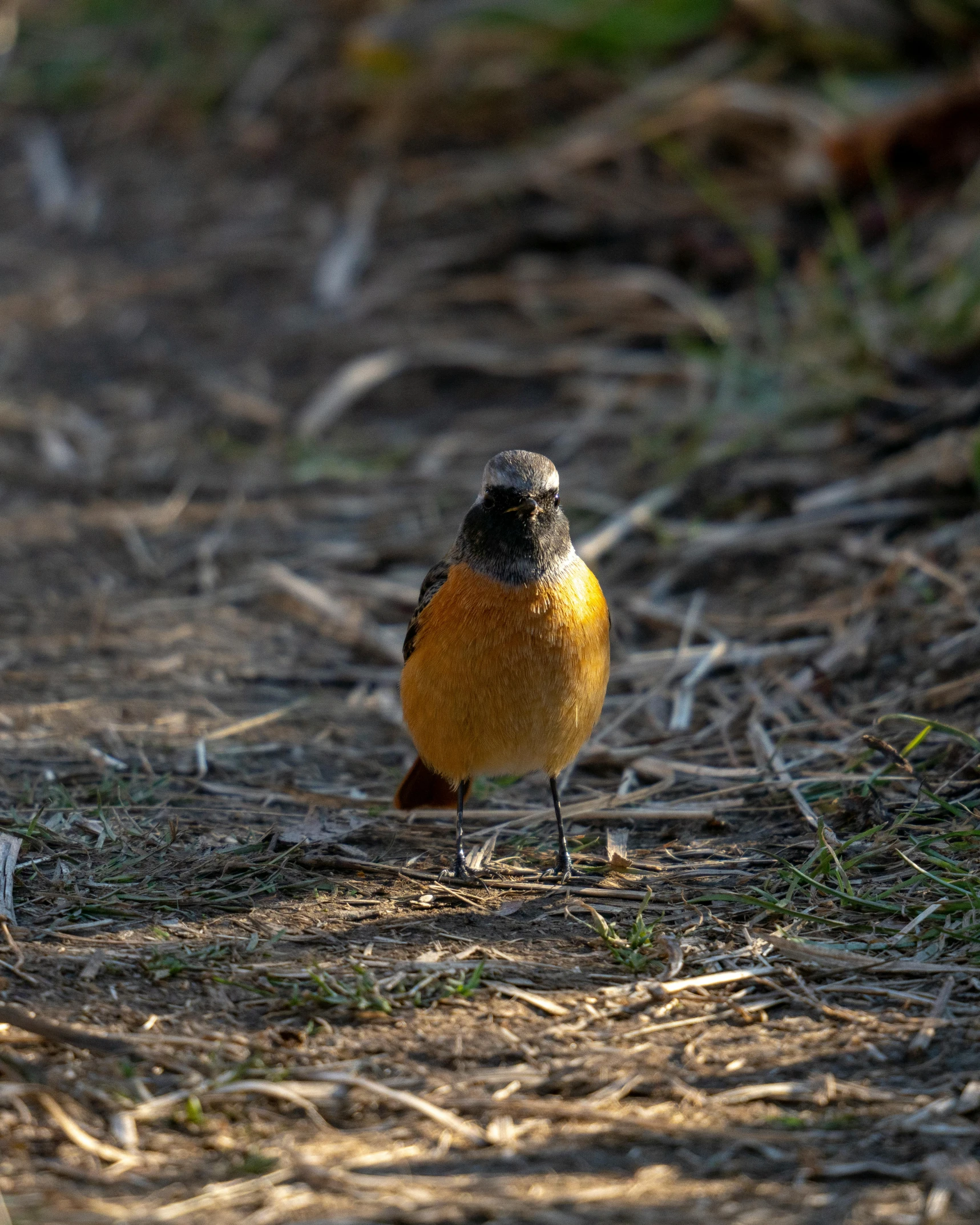 a bird standing on top of a field covered in grass