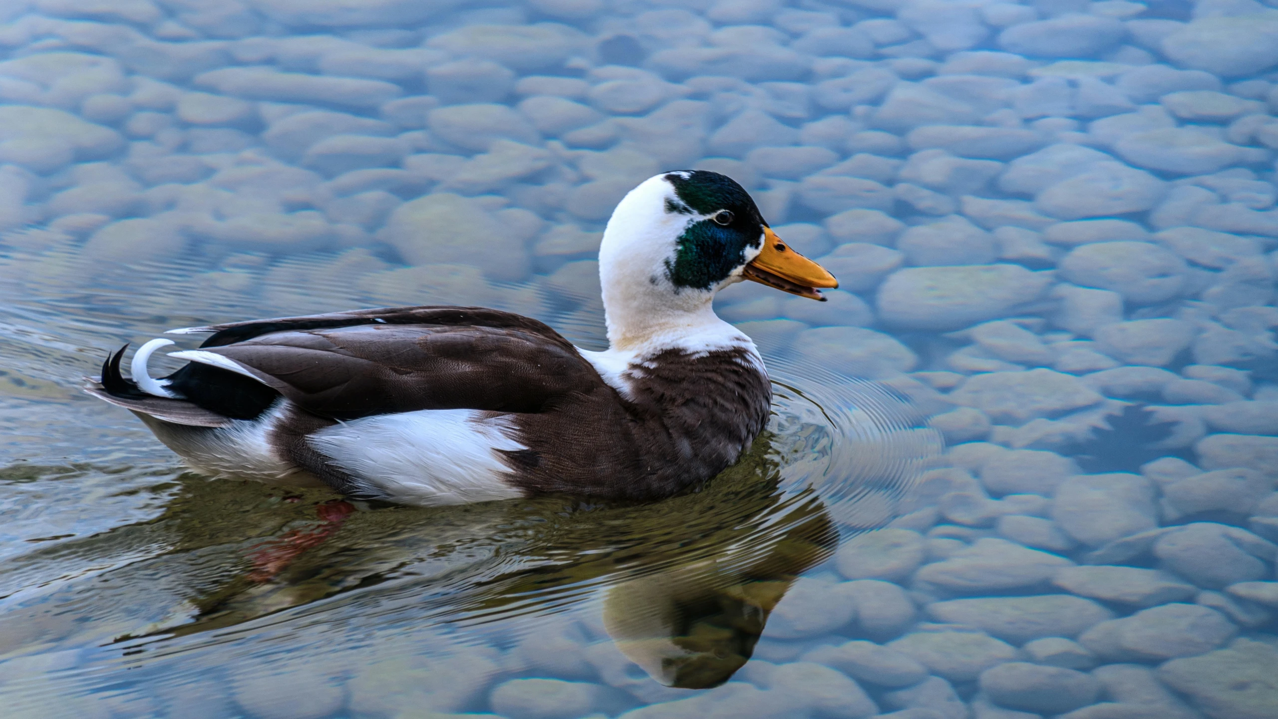 the duck is swimming on water and rocks