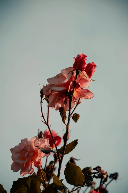 two pink roses in bloom under a blue sky