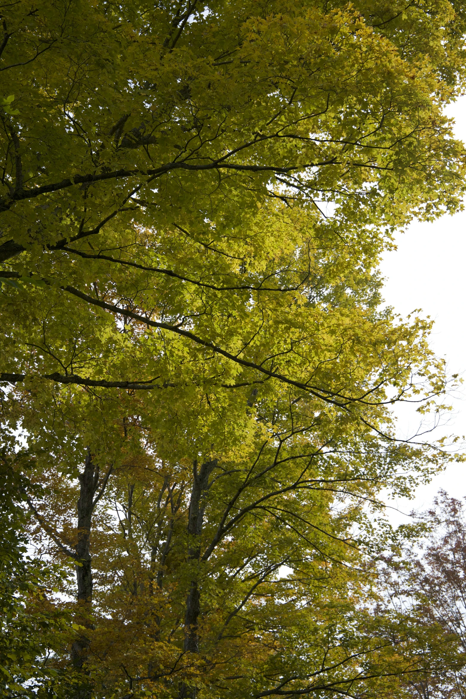 a road surrounded by trees during the day