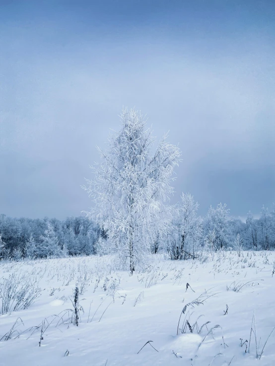 a snowy field with a very small tree on the other side