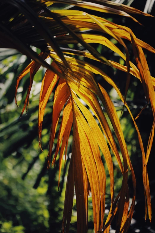 the top end of a palm tree in front of trees