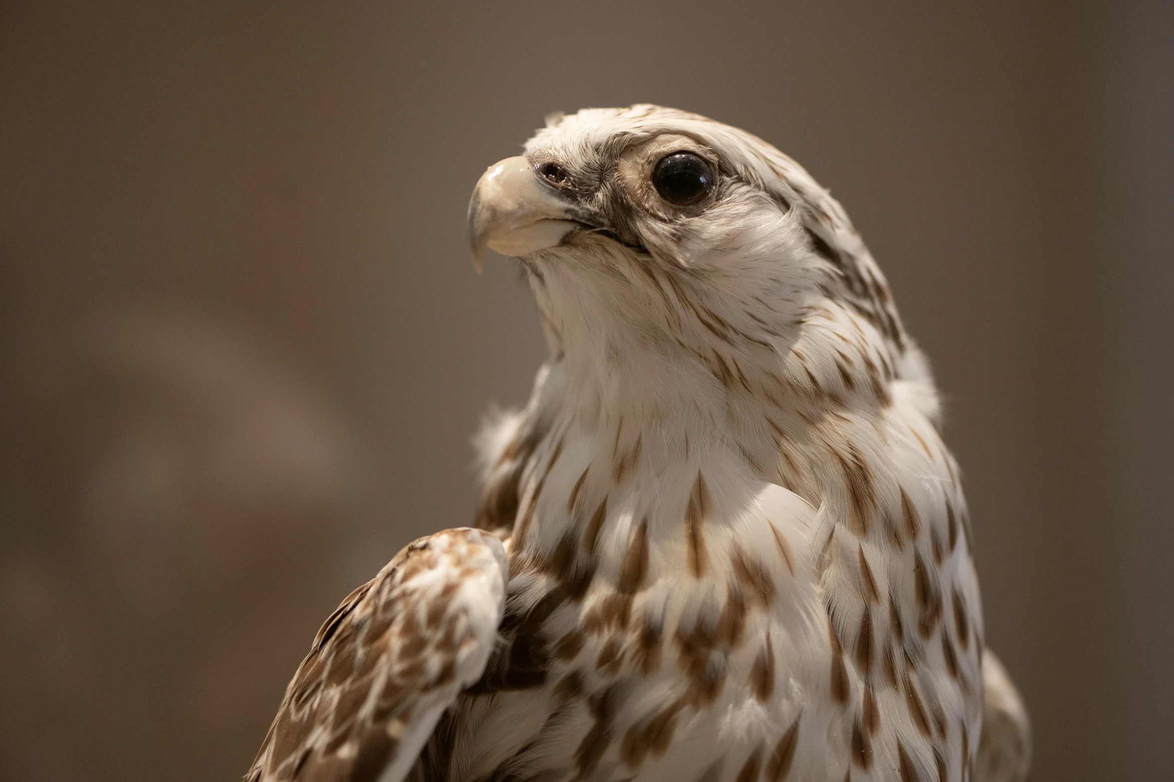 an owl staring into the camera near the light