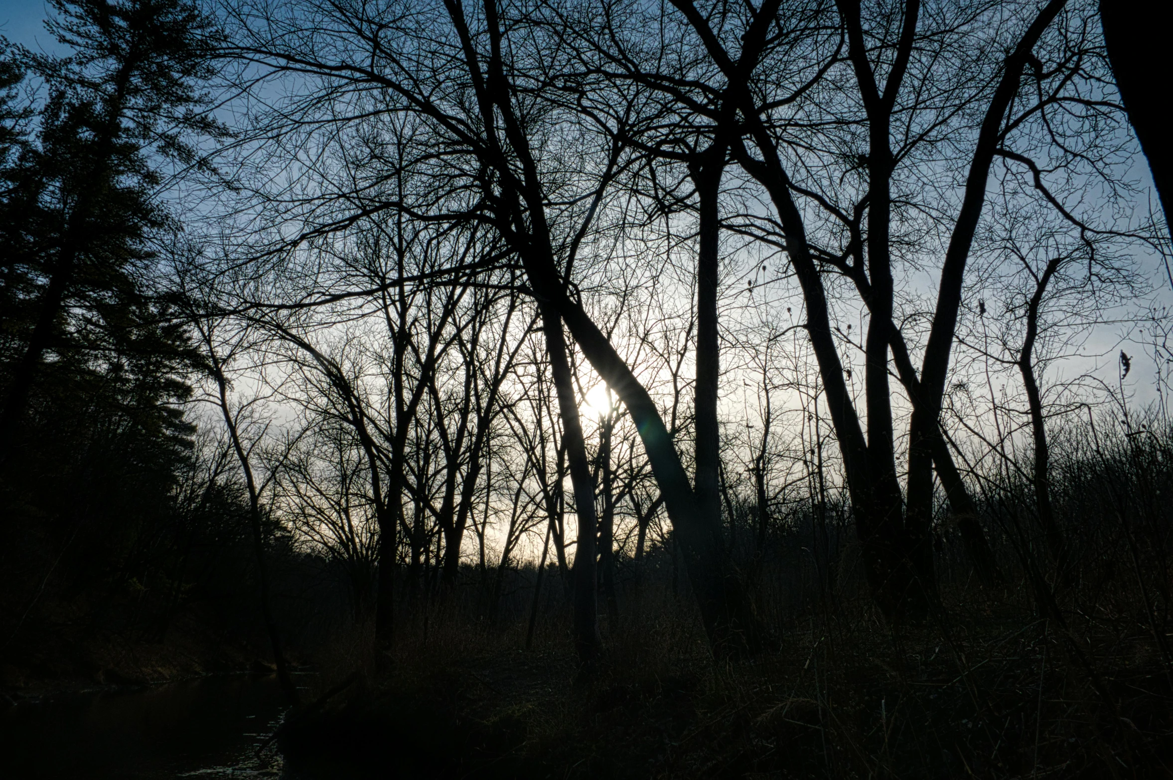 the sun rises through a set of trees