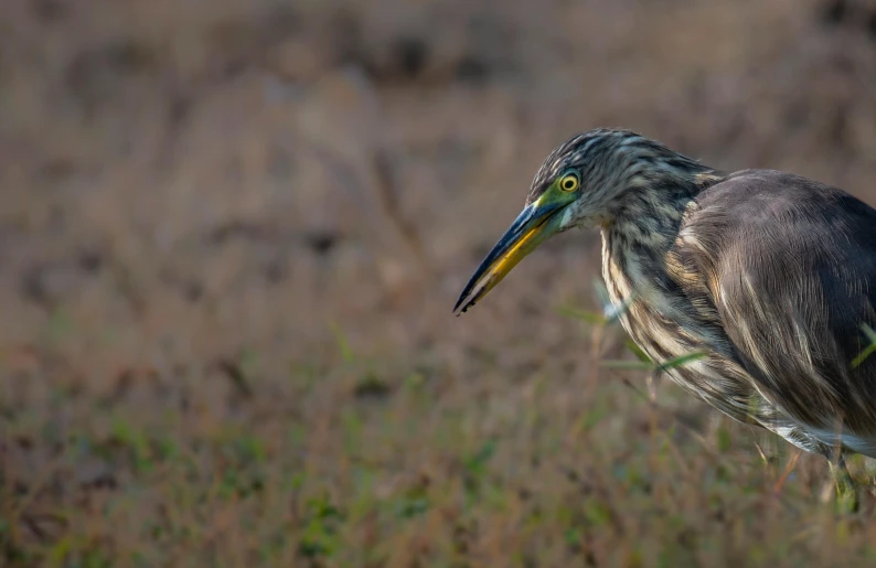 a bird standing in a field next to grass