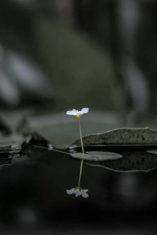 a plant floating in some water near a tree