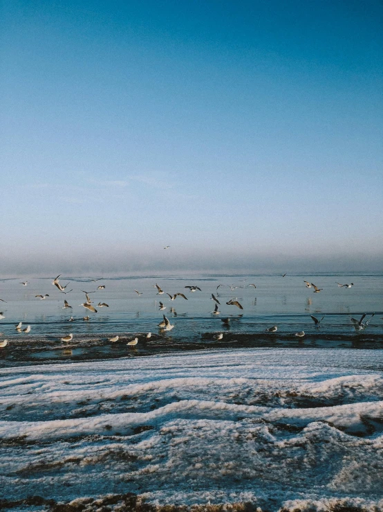 a flock of sea gulls flying over the ocean