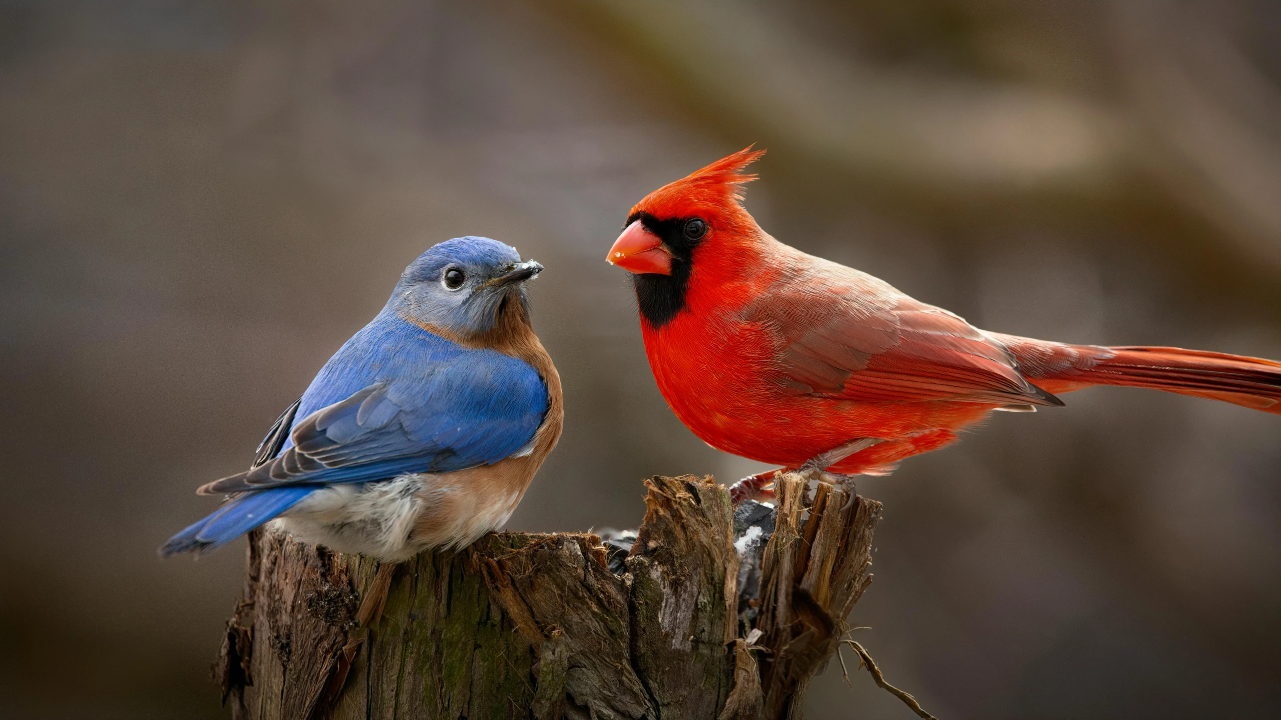 two blue and red birds on a wood post