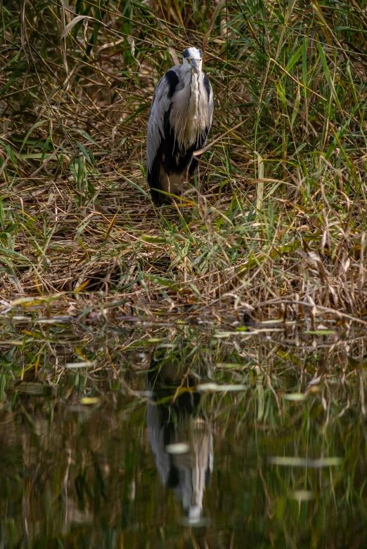 a bird standing on top of a grass covered river bank