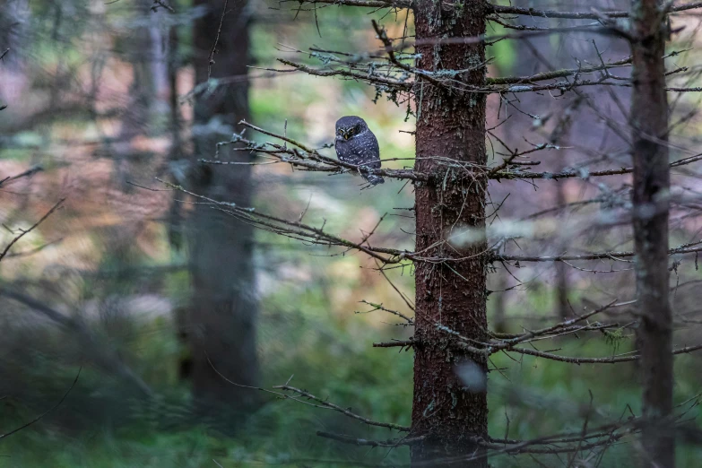 there is a bird perched on top of the tree nch