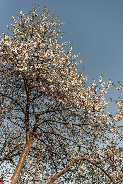 the tree has lots of blossoms on it