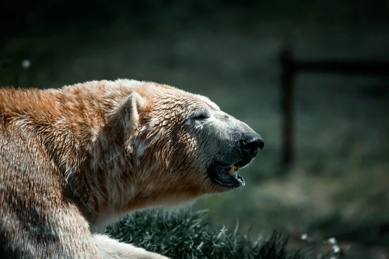 there is a brown polar bear yawning with his mouth open