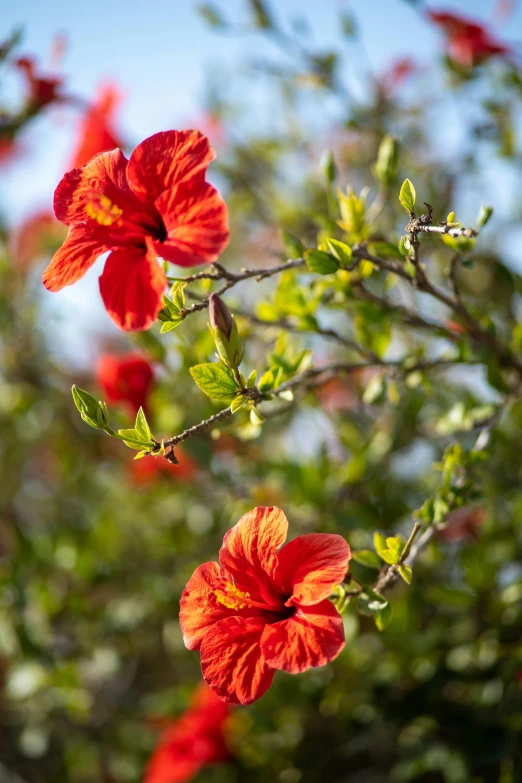 several red flowers on a tree nch