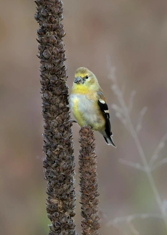 a small yellow bird on a plant in front of grey and brown background