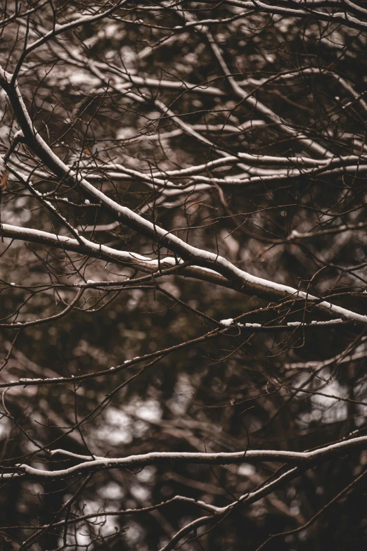 a tree nch with no leaves on it and brown and white background