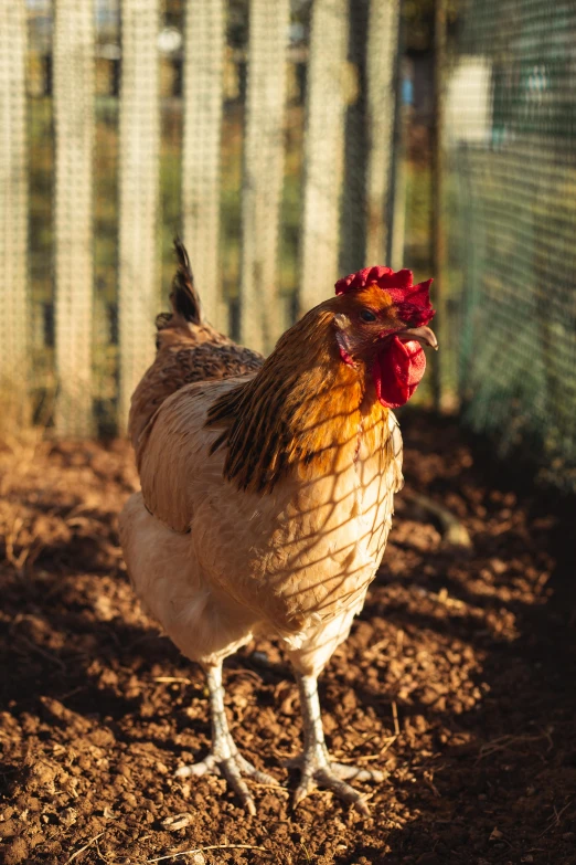 a chicken standing in the dirt outside