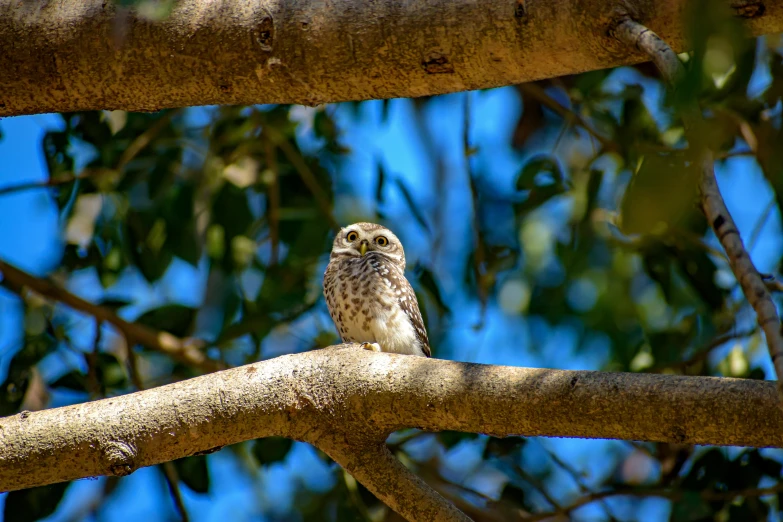 an owl sits on a nch near leaves