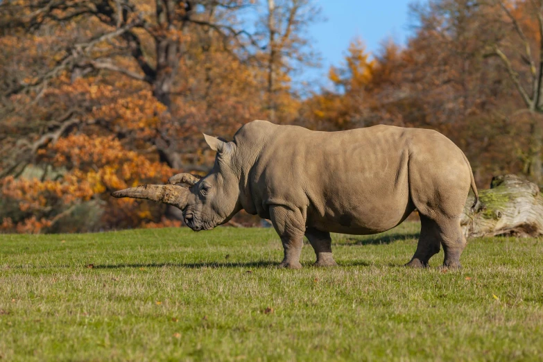 an animal with very large horns standing in a field