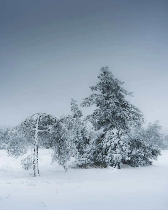 a snow covered field with trees and a bench