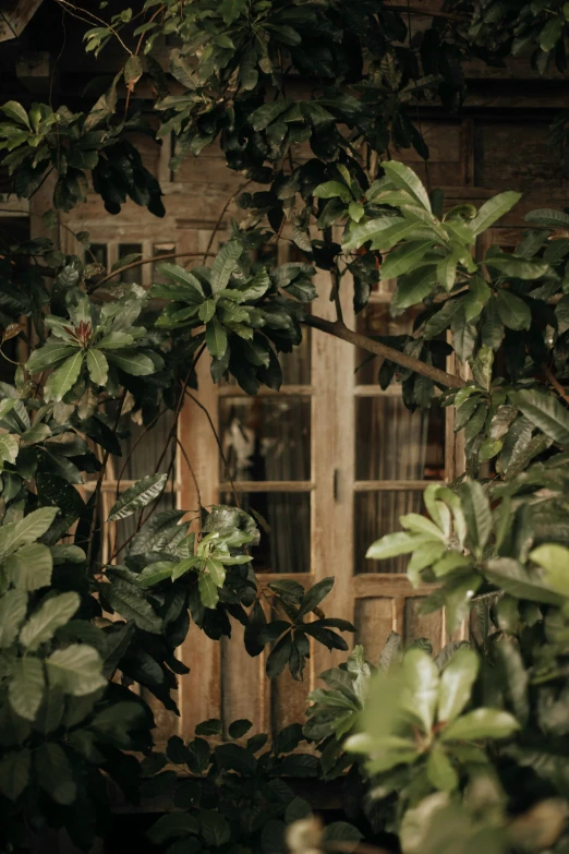 a leafy plant with a closed door to an old building