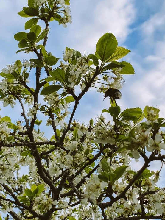 a tree has white flowers on it