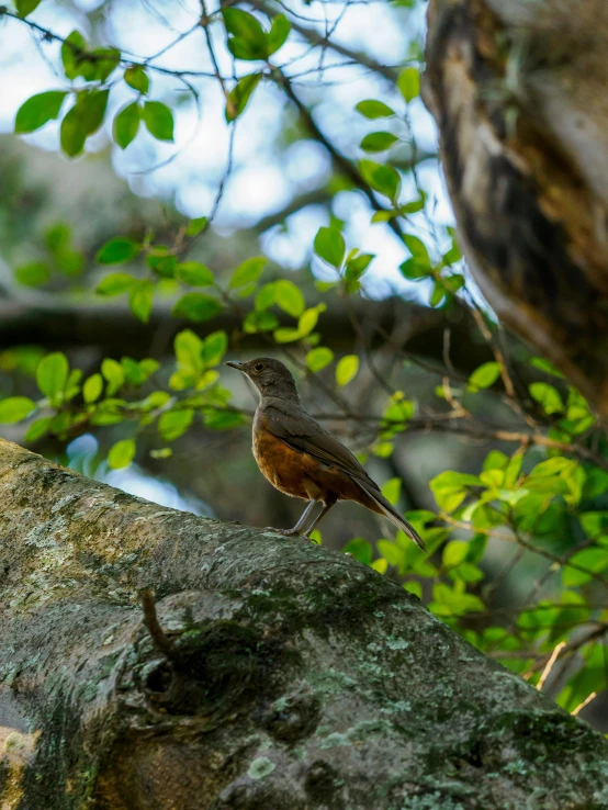 a small bird perched on a tree nch