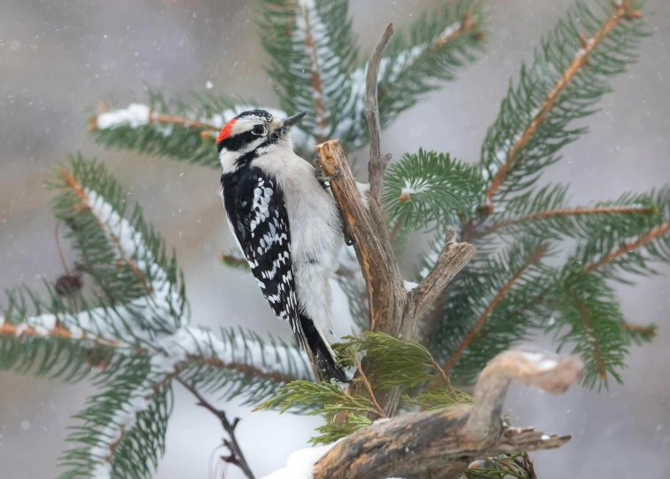 a bird is perched on a nch near the nches