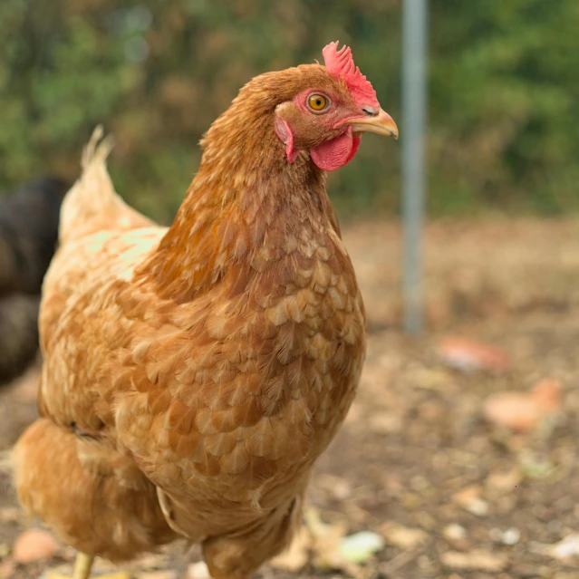 a rooster walking around on the ground