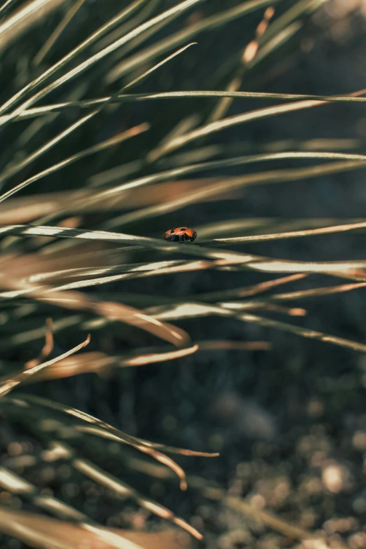 a bug crawling in the middle of a plant