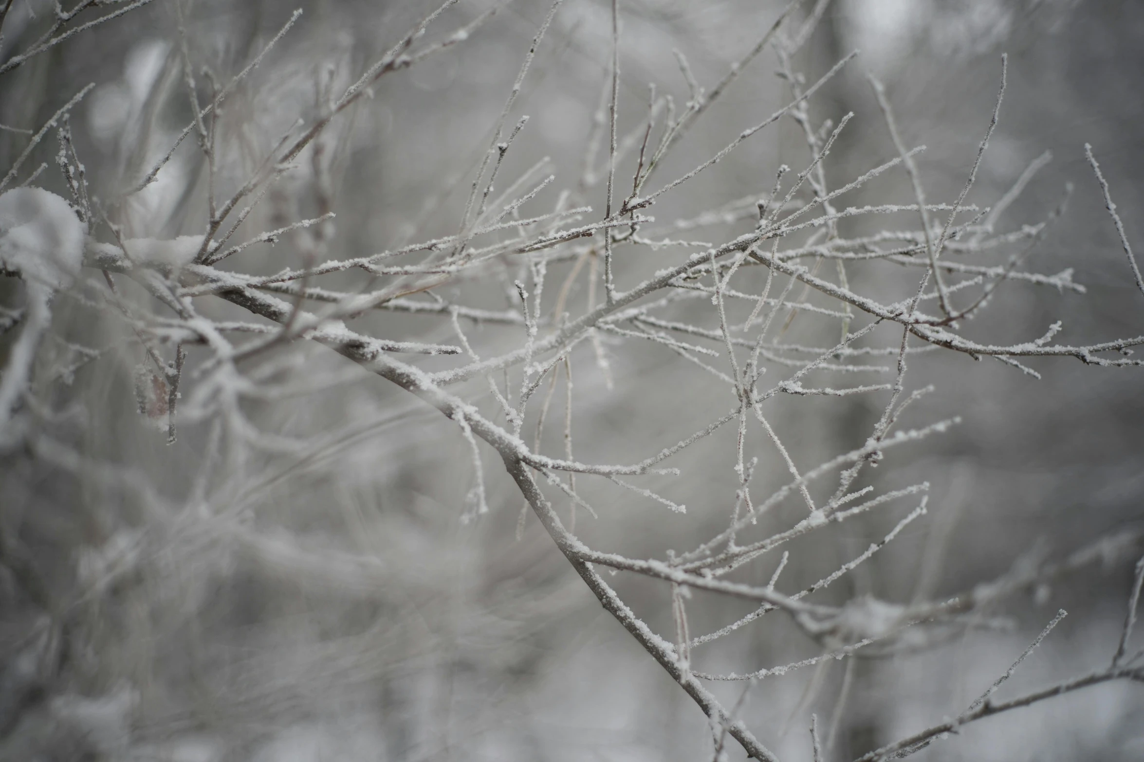 nches covered with ice are pographed against a blurred background