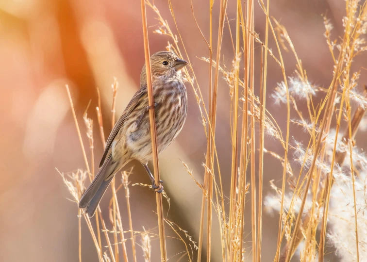 small bird perched on top of a tall grass covered field