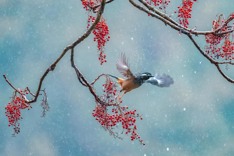 a bird is flying next to red flowers