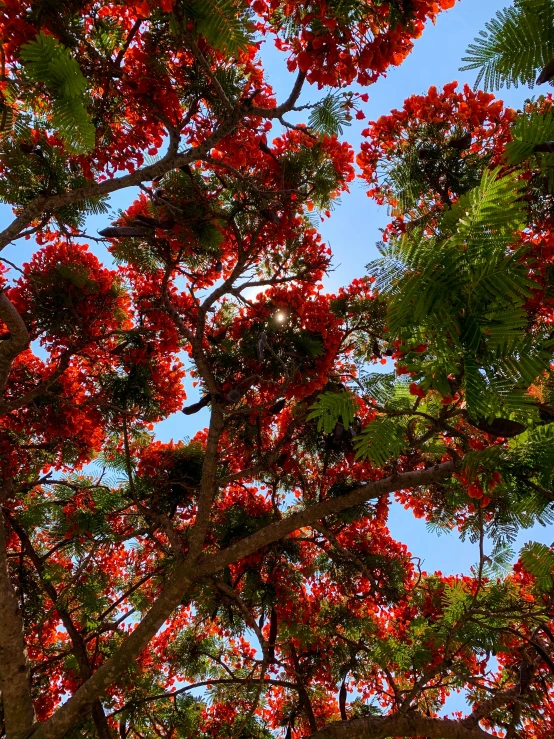 bright red flowers are blooming from a tree