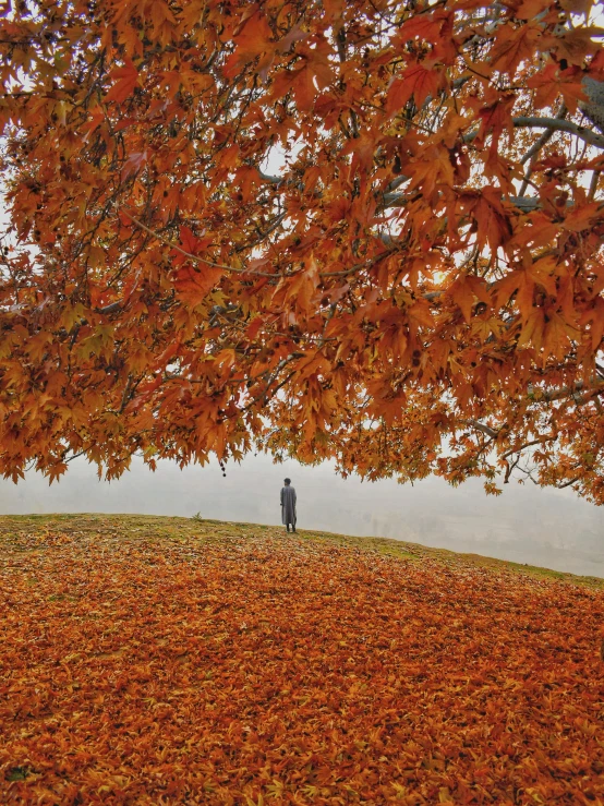 a person standing under a tree with some orange leaves on it