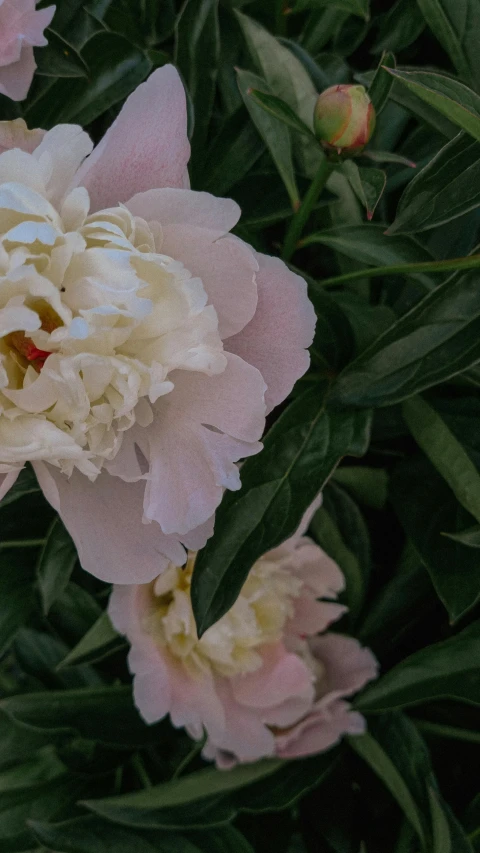 a pink and white flower with green leaves