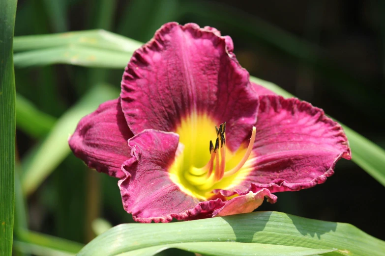 a red flower with yellow center sitting in front of some green leaves