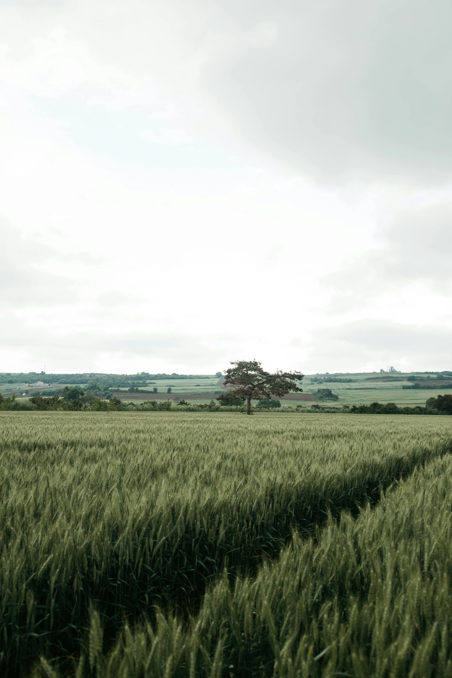 an area with a very large field of tall grass