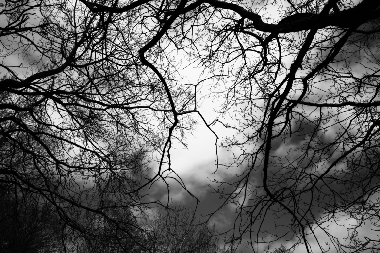 nches with birds in the distance against a cloudy sky