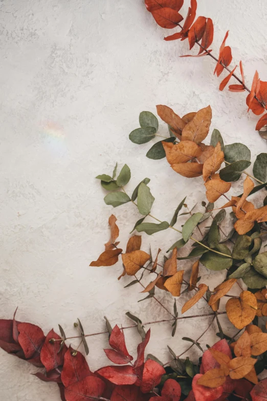 this is a white wall covered in colorful foliage