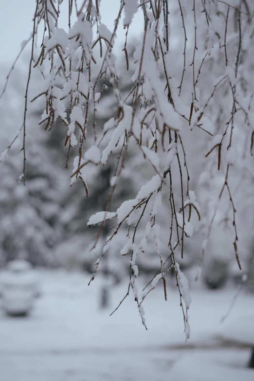 nches that are covered in snow with a parking lot in the background