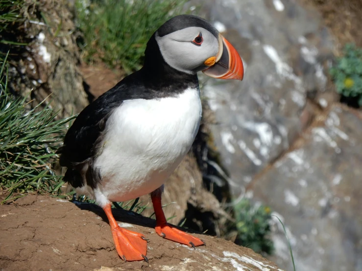 small bird sitting on the top of a large cliff