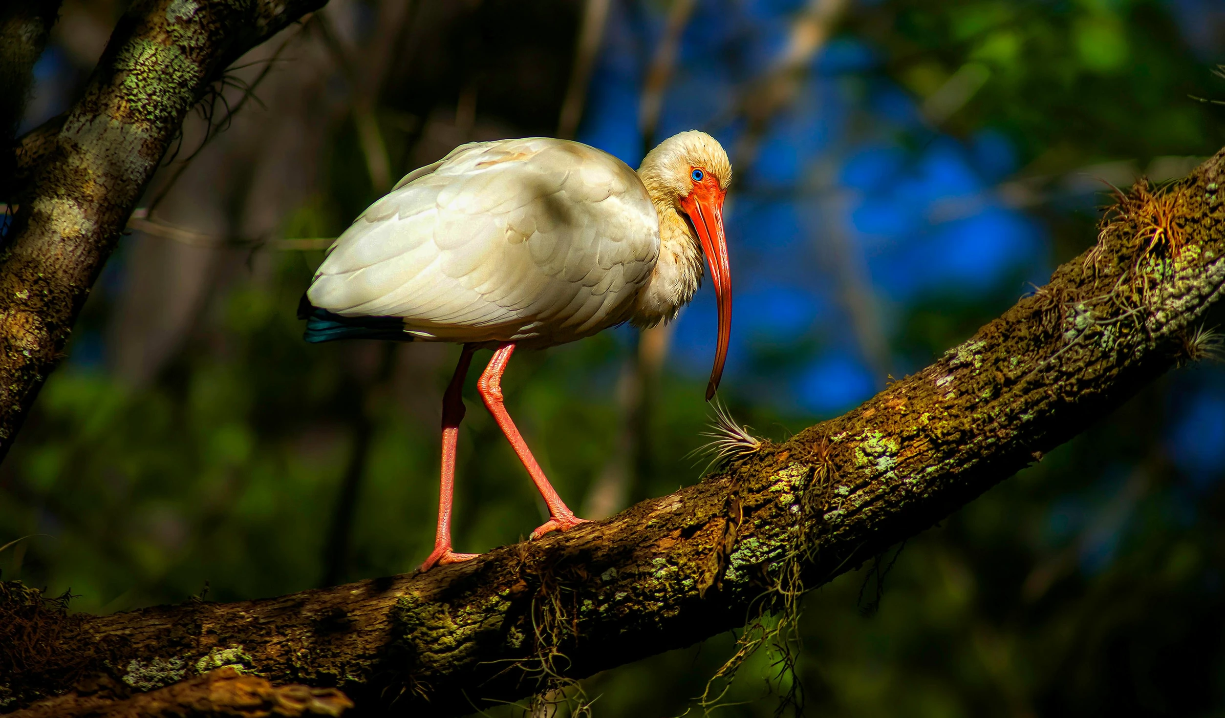 an adult bird standing in the nches of a tree