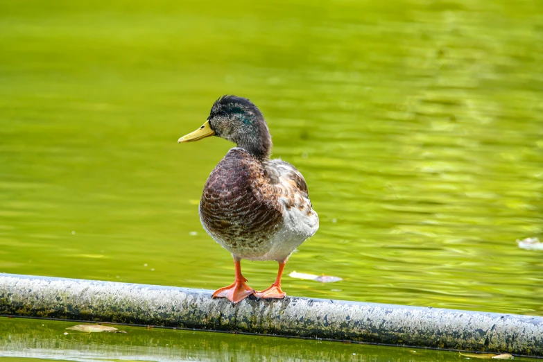 a duck is standing on a pole near the water