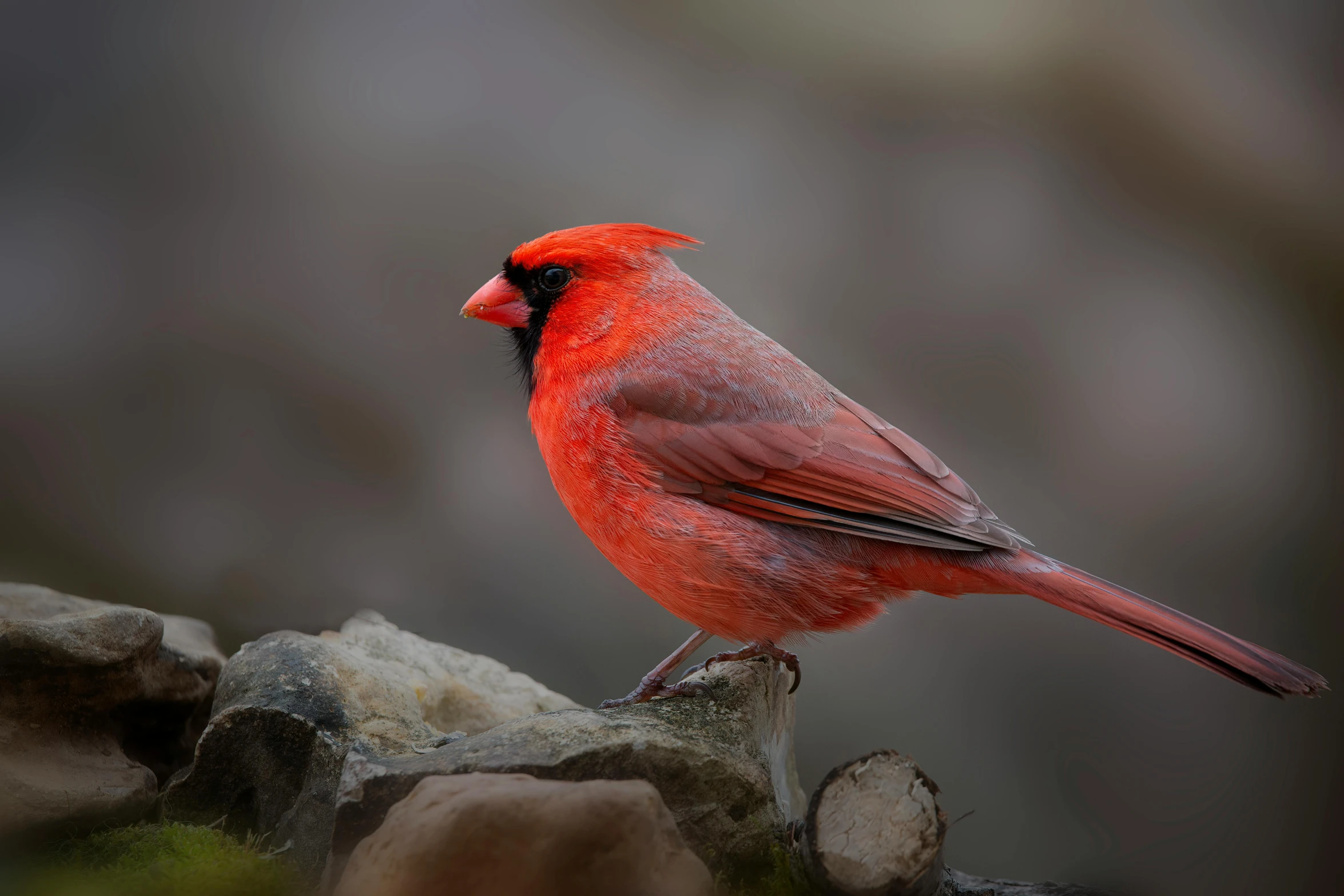 the bird is perched on top of some rocks