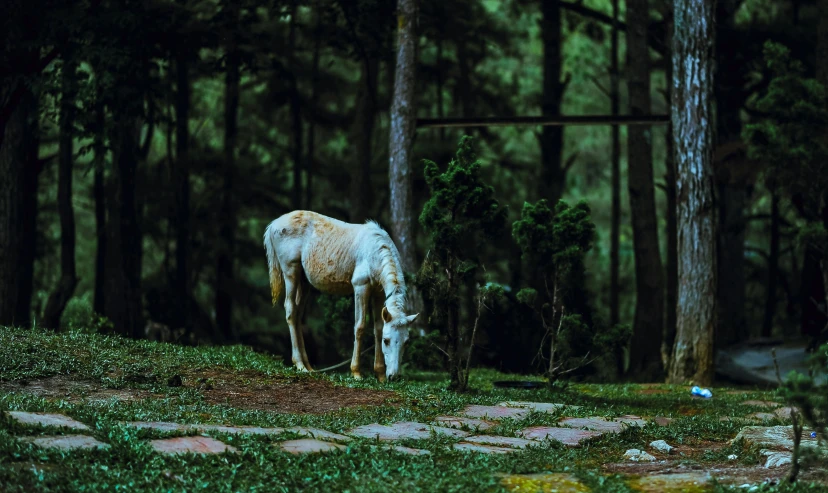 a white horse eating some grass in a field