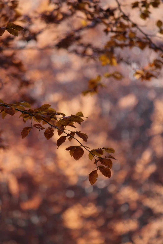 autumn foliage, showing yellow and brown leaves