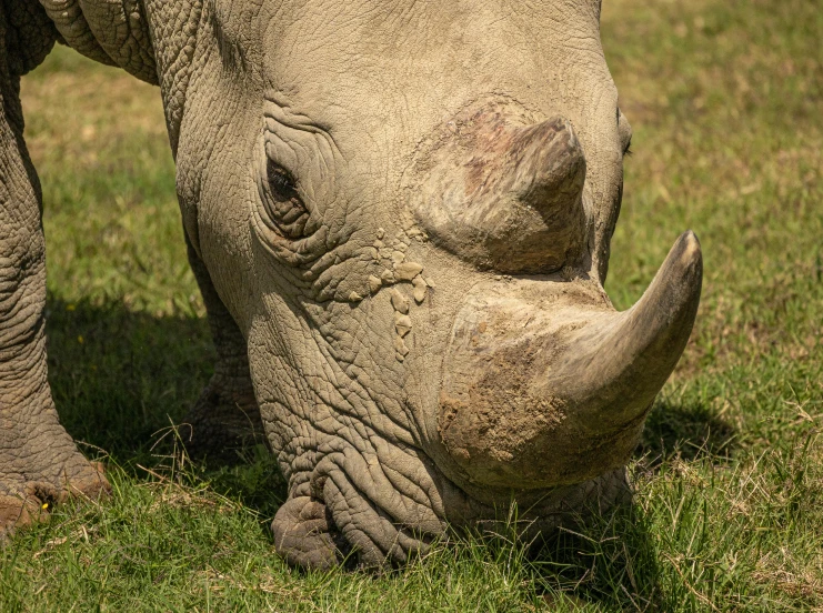 rhinoceros eating grass in a field during the day