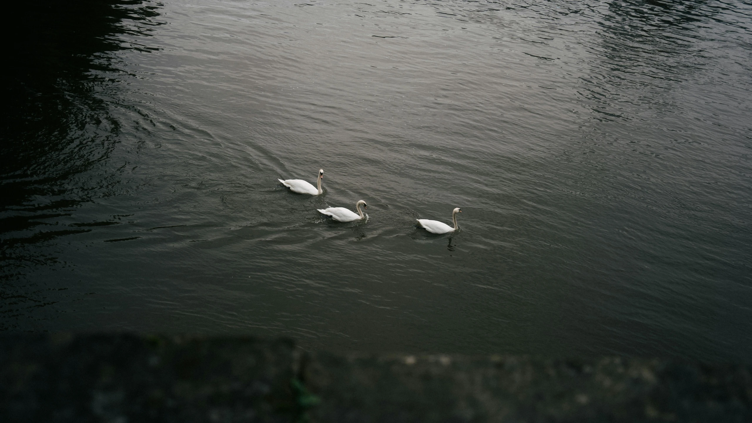 two swans floating in the water with another duck nearby