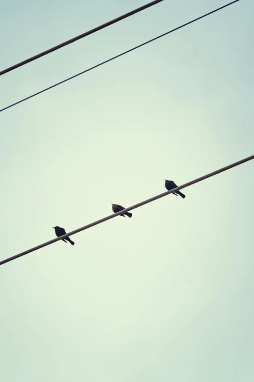 four birds perched on top of power lines in front of the sky